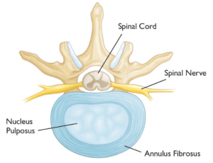 Vector illustration of a normal spine disc.