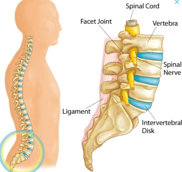 Vector image of the human spinal cord and part of the lower spinal cord as a zoomed image.