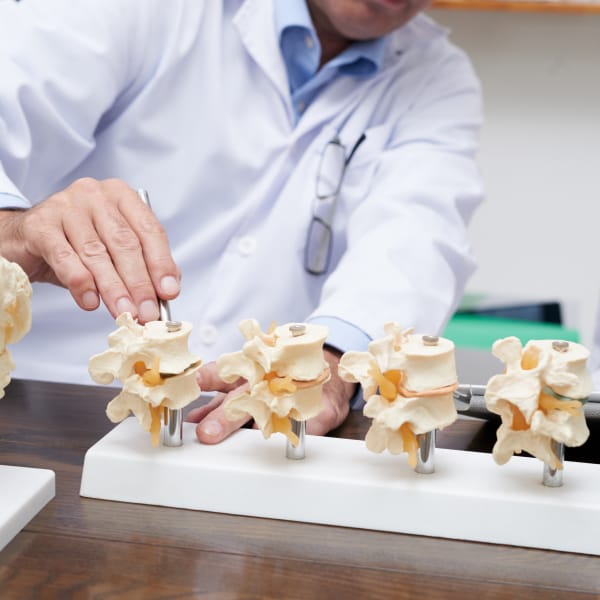 An expert is fixing the model of the Lumbar spine.