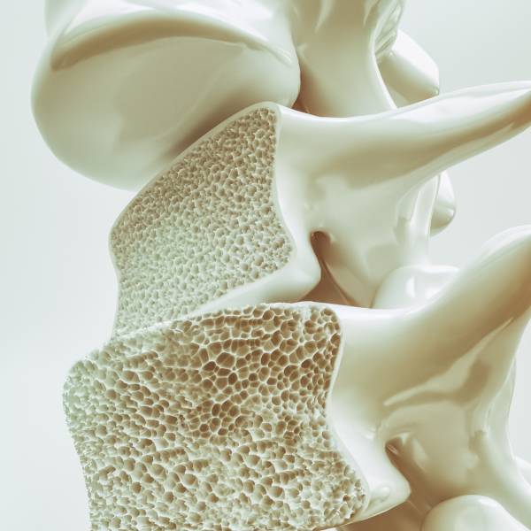 The cross-sectional image of the spine.