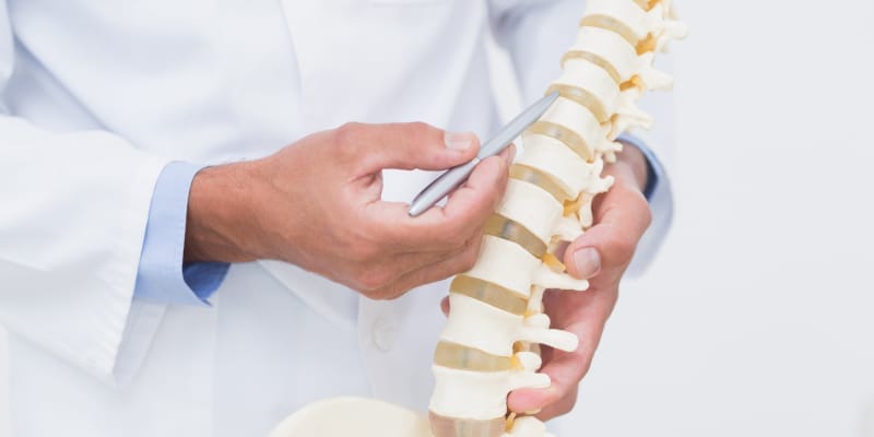 doctor holding a pen pointing human spine model